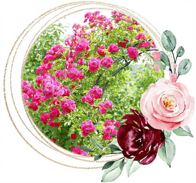 Rosen Rosenbogen Gartentor